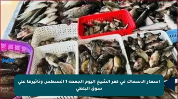 أسعار الأسماك في كفر الشيخ اليوم الجمعة 1 أغسطس وتأثيرها على سوق البلطي